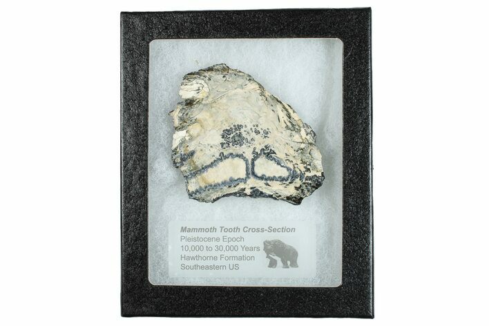 Mammoth Molar Slice With Case - South Carolina #291226
